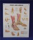 Foot & Ankle Demo Plastic Chart USE DRY ERASE MARKERS ONLY 1587796864
