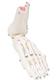 3B Scientific Foot & Ankle Skeleton With Portions of Tibia-Fibula LEFT A31L